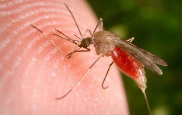 On World Malaria Day, a push to eliminate malaria
