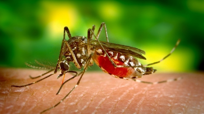 Dita Botërore e luftës kundër malaries – 25 prilli